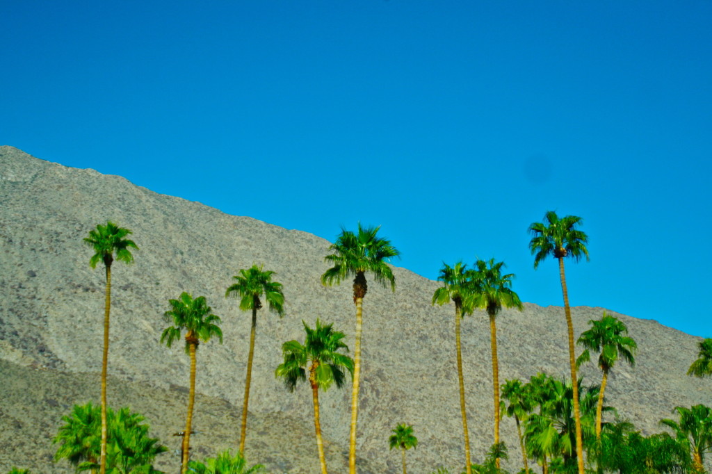 camp-mighty-dear-handmade-life-2013-go-mighty-palm-trees-palm-springs