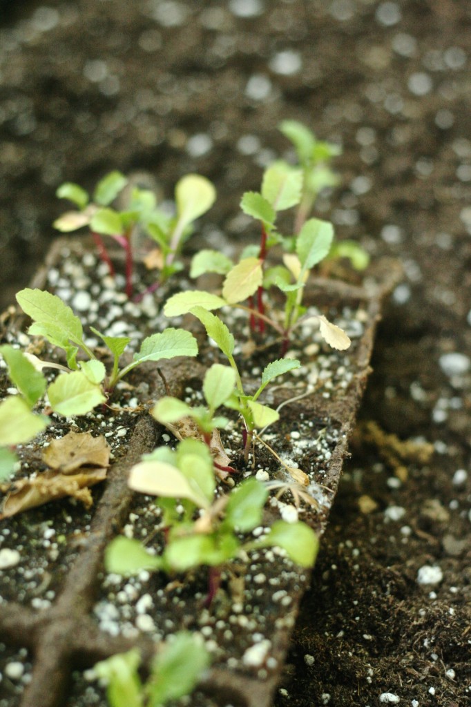 how to build a wood raised bed planter box diy backyard