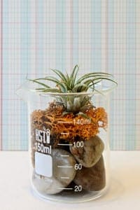 How to Make a DIY Air Plant Terrarium